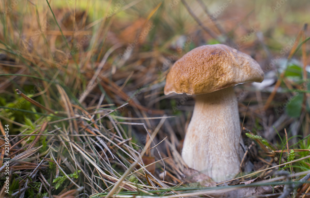 Boletus Edulis. Beautiful edible mushrooms growing in the forest in autumn. Boletus Edulis. Beautiful edible mushrooms growing in the forest in autumn.