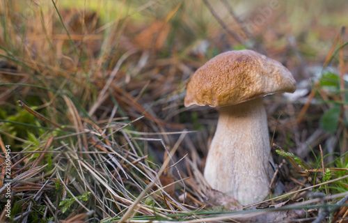 Boletus Edulis. Beautiful edible mushrooms growing in the forest in autumn.