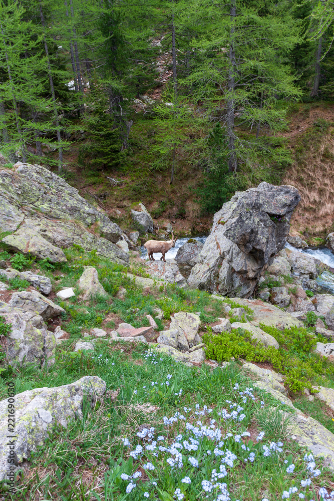 Bouquetin au bord d'un rivière dans le Mercantour