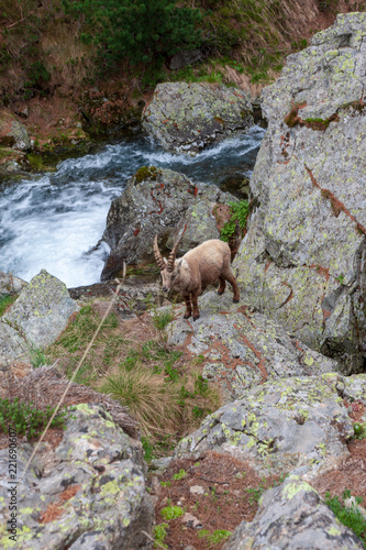 Obraz na płótnie Bouquetin au bord d'un rivière dans le Mercantour w salonie