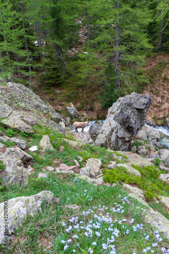 Obraz na płótnie Bouquetin au bord d'un rivière dans le Mercantour w salonie