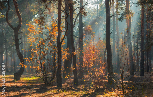 walk in the autumn forest. autumn colors. sunlight. © Mykhailo
