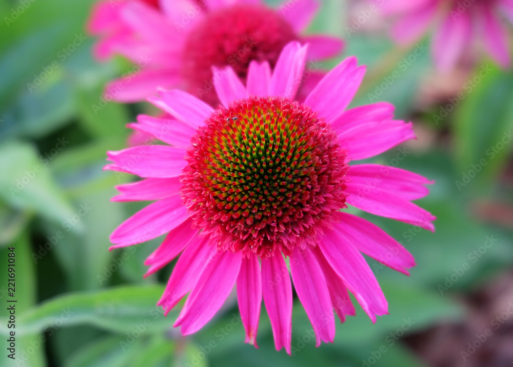 Bright pink flower of echinacea in the grass, closeup. Bright pink flower of echinacea in the grass, closeup.