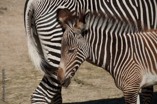 portrait of little zebra with mother in the savannah