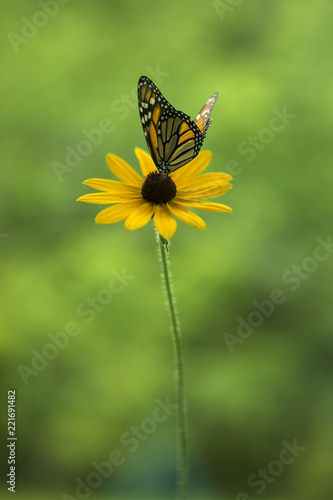 Monarch Butterfly © Diane Diederich
