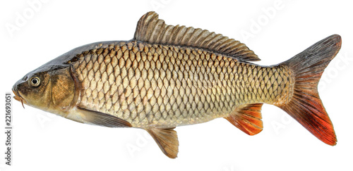 Fish carp with scales. Raw river fish. Fresh goldfish, side view. Isolated on white background