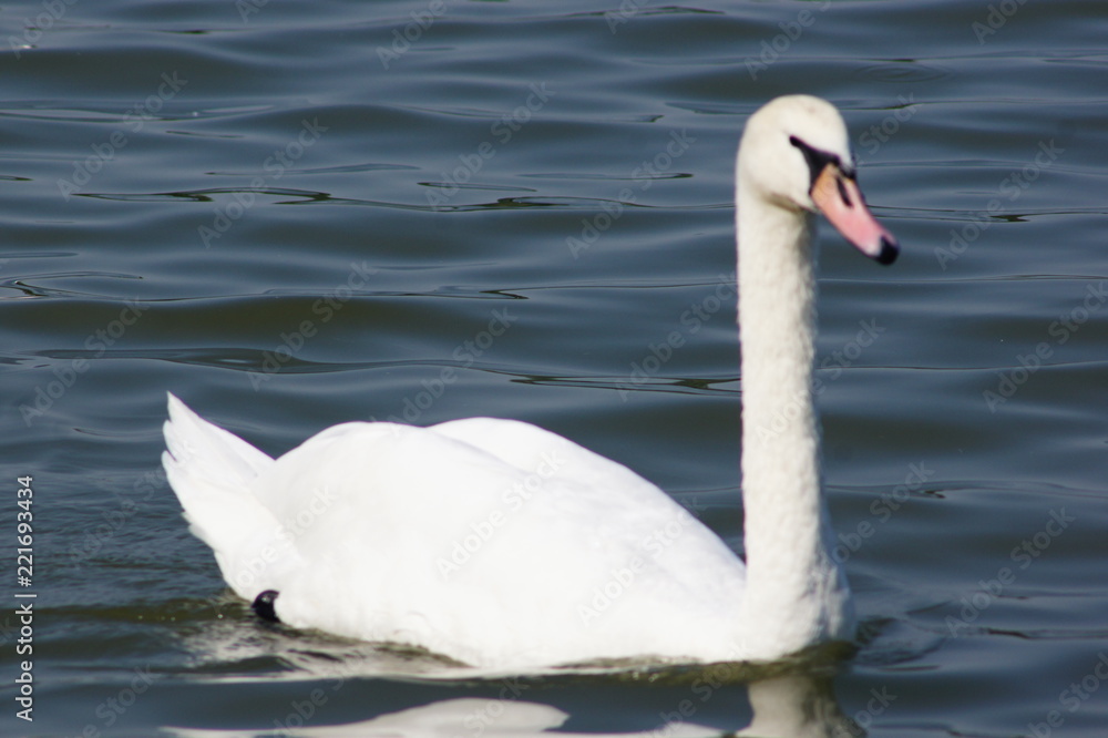 Swan in water Swan in water