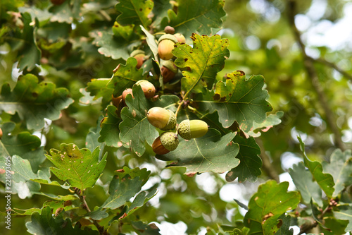 Acorns on the tree. Forest