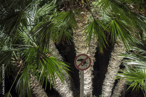 Hundekot-Verbotsschild vor Palmen, Neapel, Italien