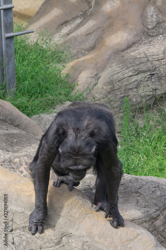 Chimpanzee in the zoo