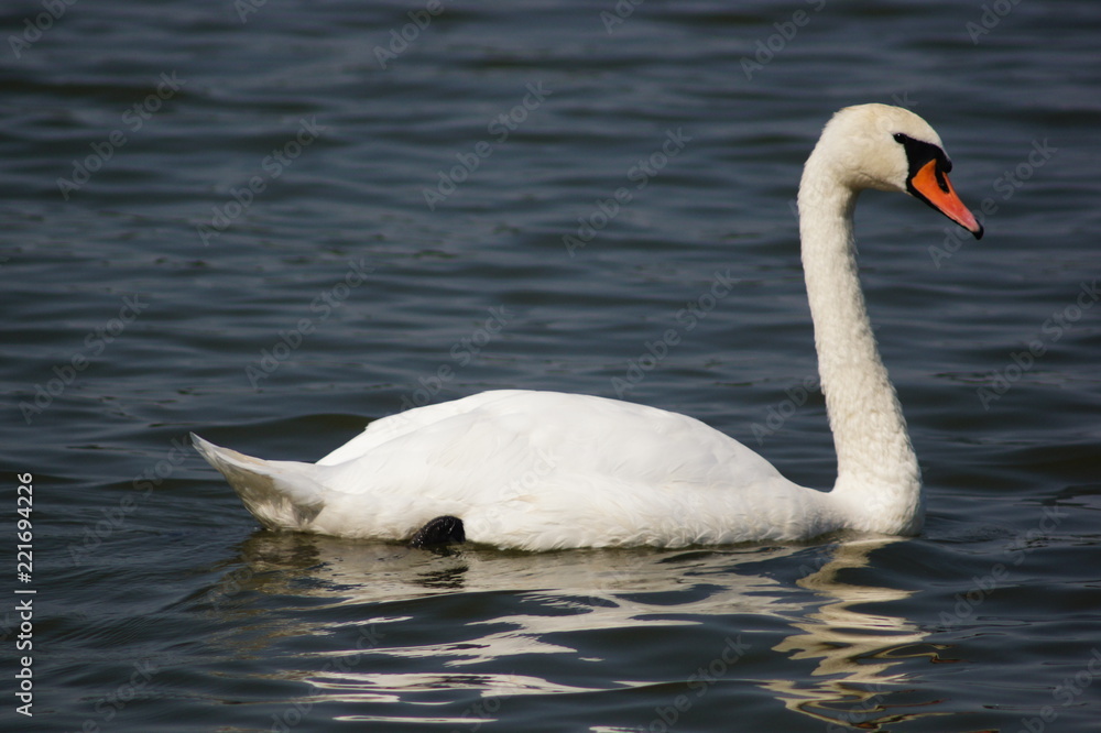 Swan in water