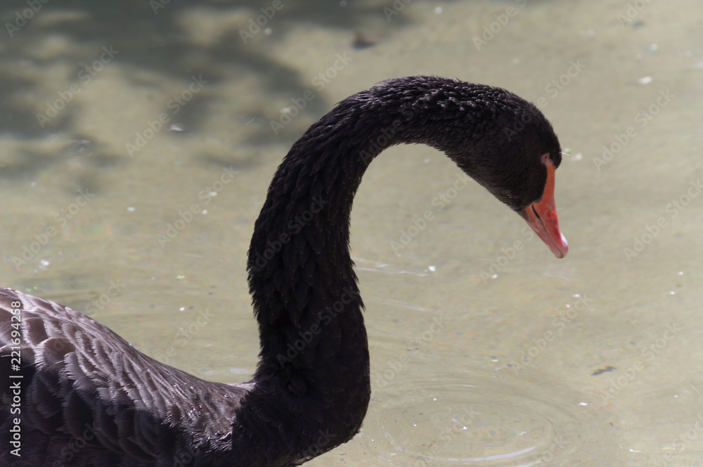 Fototapeta premium A black swan In a ponds