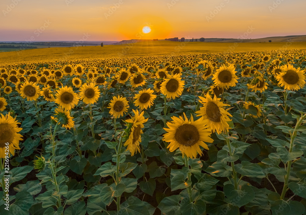 Fototapeta premium Sunset on the sunflower field. Summer sunset.