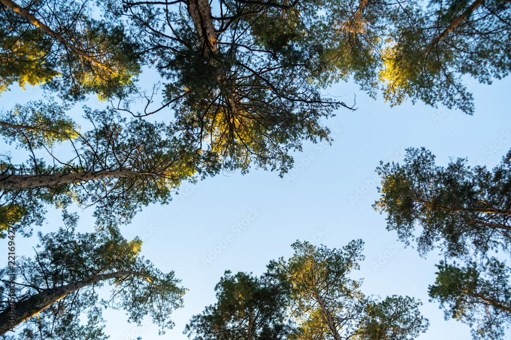 Obraz premium tall trees in pine forest