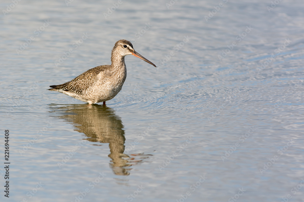 Spotted redshank on the west coast in Sweden Spotted redshank on the west coast in Sweden