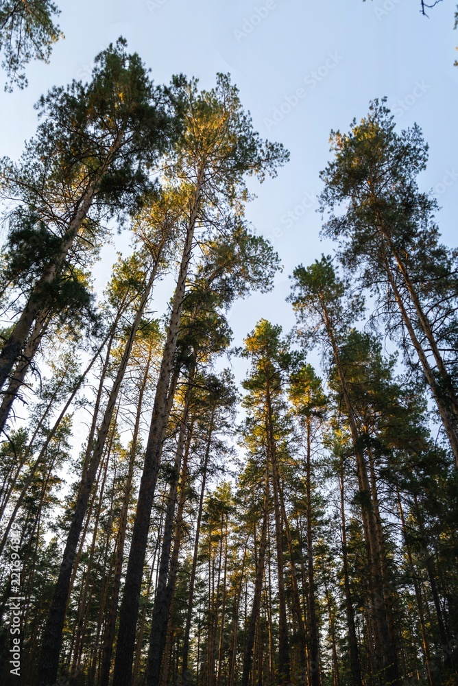 evening in pine forest in autumn