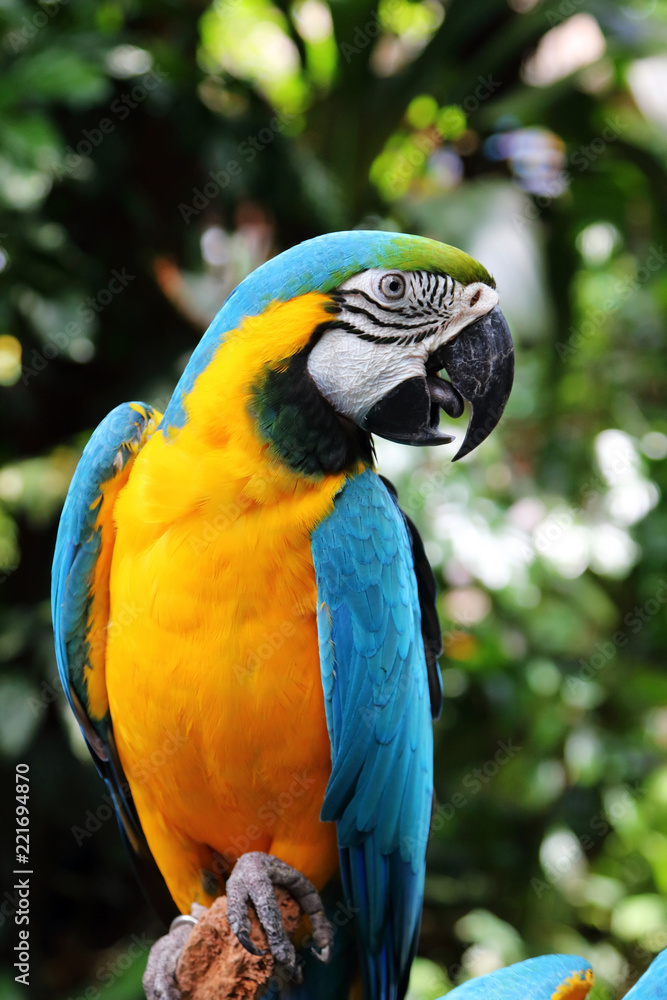 Blue and Yellow Macaw