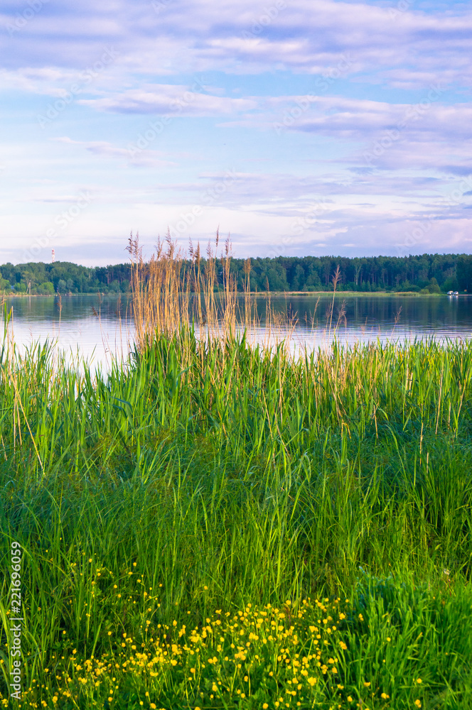 Riparian vegetation under the evening golden sunlight on the Biserovo lakefront, Moscow region, Russia.