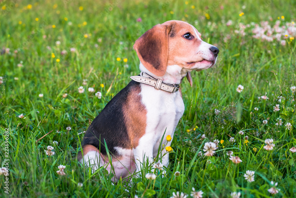 A smart beagle puppy on a walk in the city Park. Tricolor Beagle puppy is watching a peaceful summer landscape.