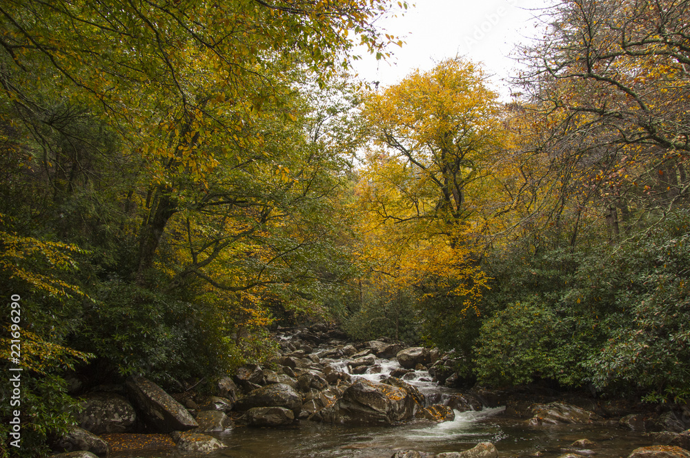 Fall Valley River with Trees 