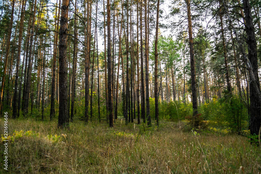 evening in pine forest in autumn evening in pine forest in autumn