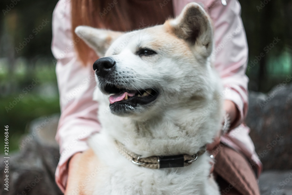 Japanese dog Akita inu portrait with young woman outdoors Japanese dog Akita inu portrait with young woman outdoors
