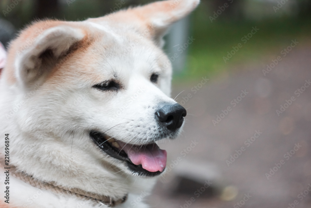Japanese dog Akita inu portrait outdoors Japanese dog Akita inu portrait outdoors