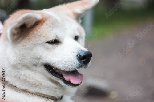 Japanese dog Akita inu portrait outdoors