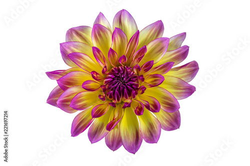 Fototapeta Naklejka Na Ścianę i Meble -  flower dahlia on white background in isolation