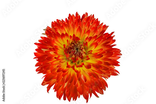 Fototapeta Naklejka Na Ścianę i Meble -  flower dahlia on white background in isolation