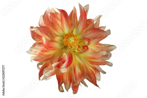 Fototapeta Naklejka Na Ścianę i Meble -  flower dahlia on white background in isolation