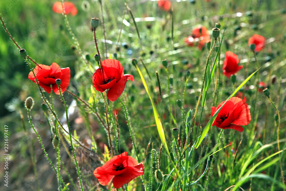 Obraz premium Field poppies