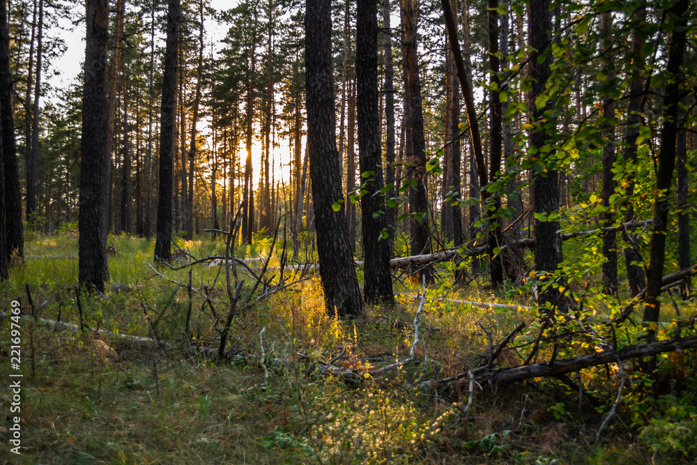 Scenic yellow sunset in pine autumn forest Scenic yellow sunset in pine autumn forest