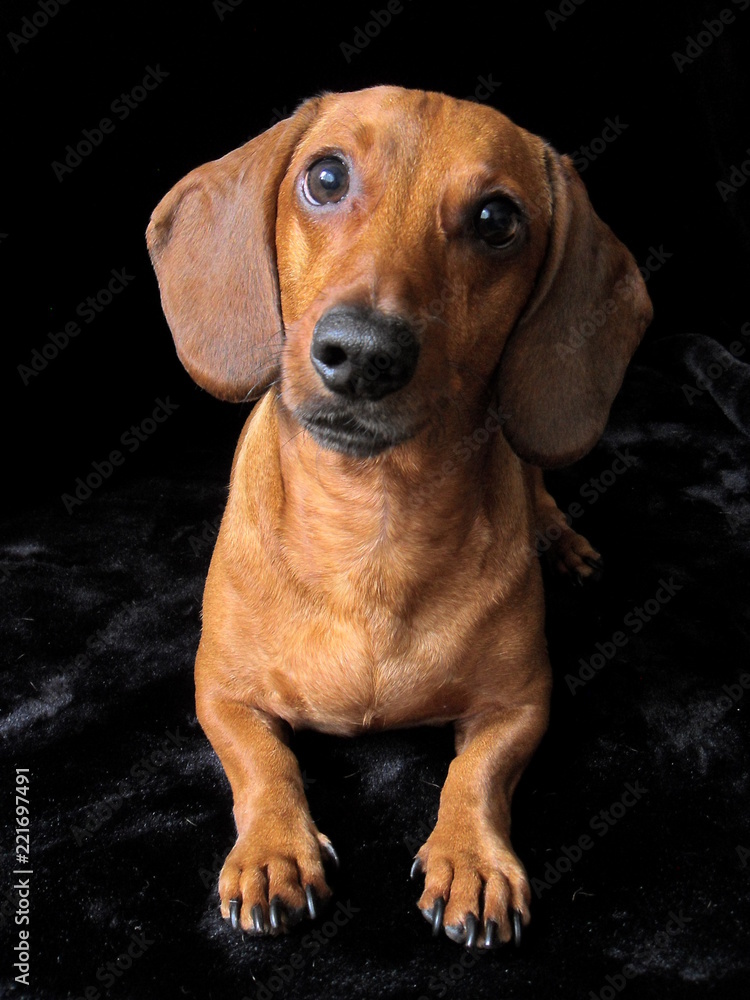 Dachshund dog on a black background looks cute looking Dachshund dog on a black background looks cute looking