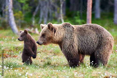 Mother bear and cub. Mother bear and cub. Focus on cub. photo