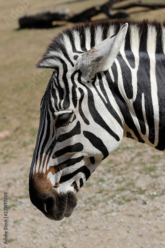 Portrait profile of African striped coat zebra
