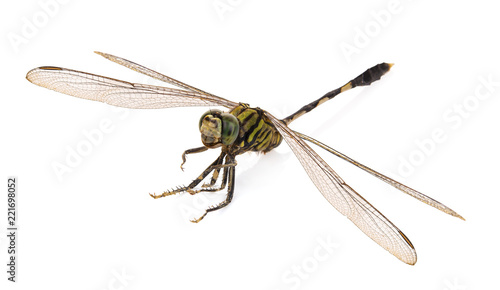 Green dragonfly isolated in white background