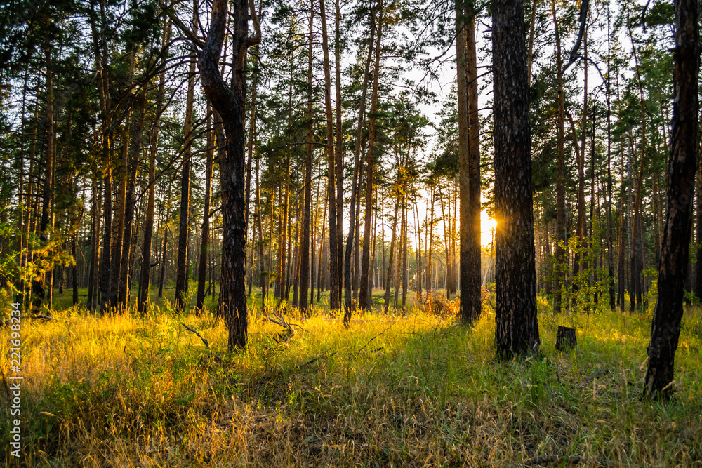Scenic yellow sunset in pine autumn forest Scenic yellow sunset in pine autumn forest
