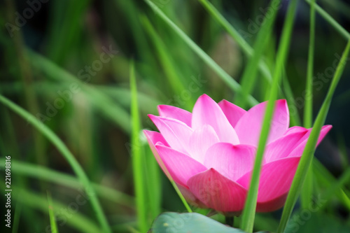 beautiful pink lotus flower blooming in pond.