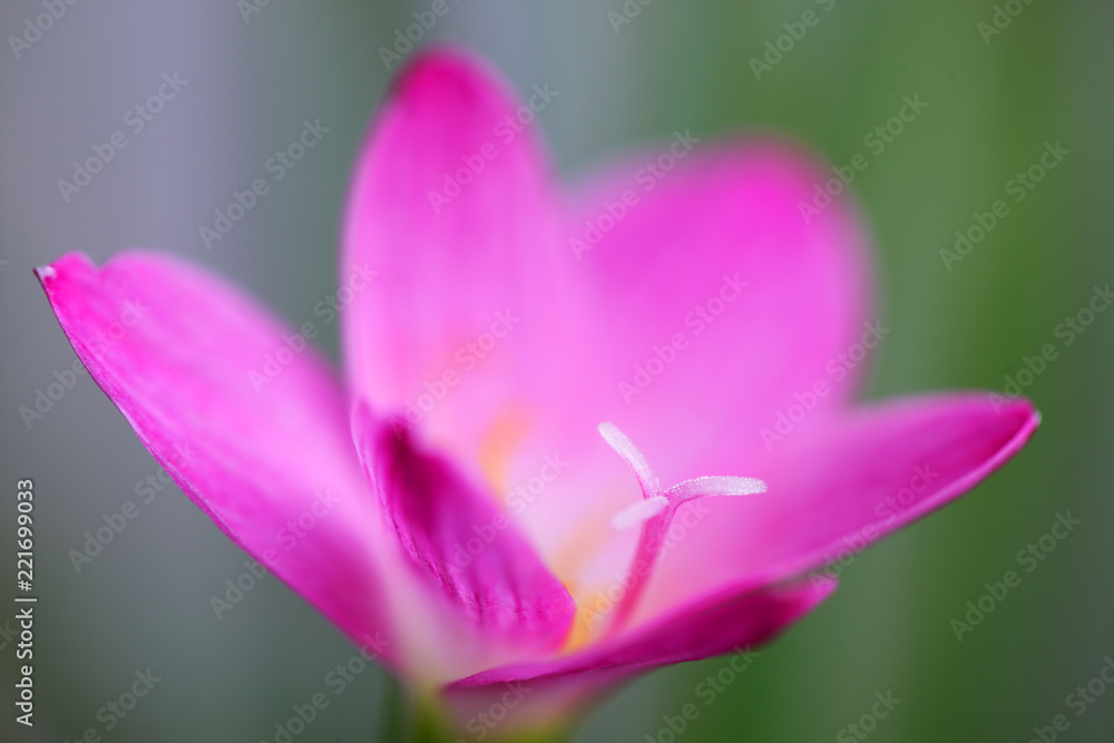 close up of beautiful pink rain lily flower close up of beautiful pink rain lily flower