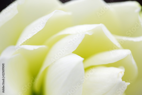 Fototapeta Naklejka Na Ścianę i Meble -  close up of white amaryllis flower background