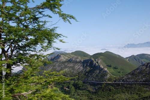 RAMAS DE PINO