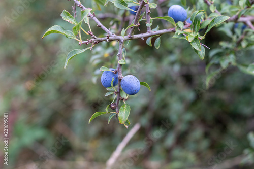 Close up of a branch of a blackthorn bush with ripen berries