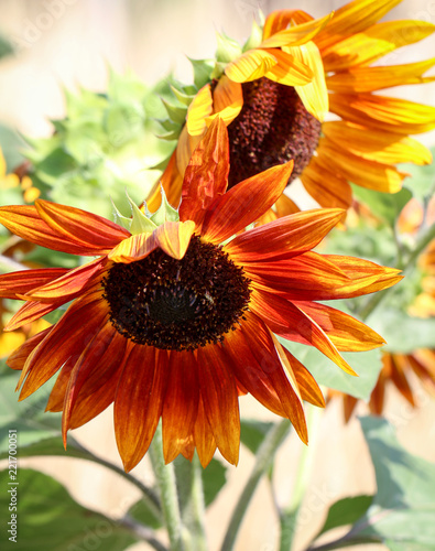 Fototapeta Naklejka Na Ścianę i Meble -  Sonnenblumen im Sonnenlicht 