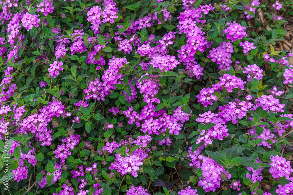 Naklejka premium Beautiful background of small purple colored flowers typical of the areas of the Mediterranean Sea