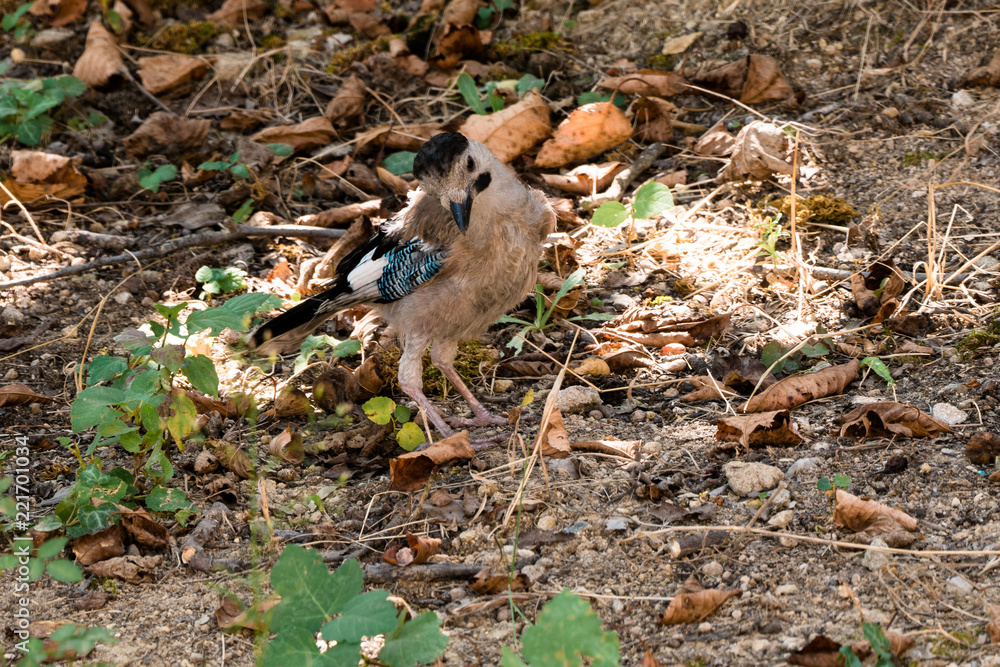 garrulus glandarius in the natural environment garrulus glandarius in the natural environment