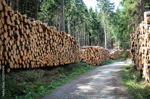 Polter, Holzstapel im Wald, Forstwirtschaft 