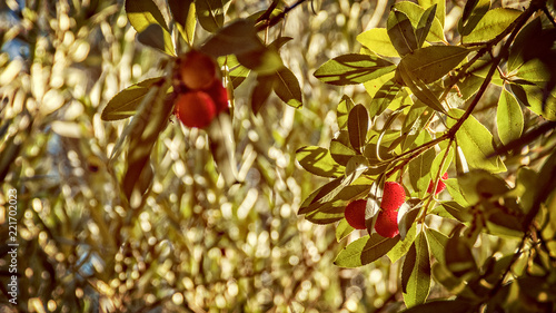 strawberry tree fruit