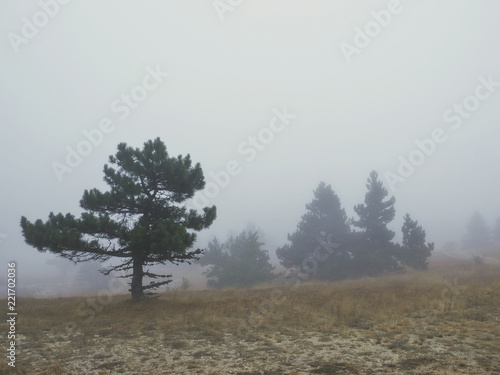 mountain trees in fog
