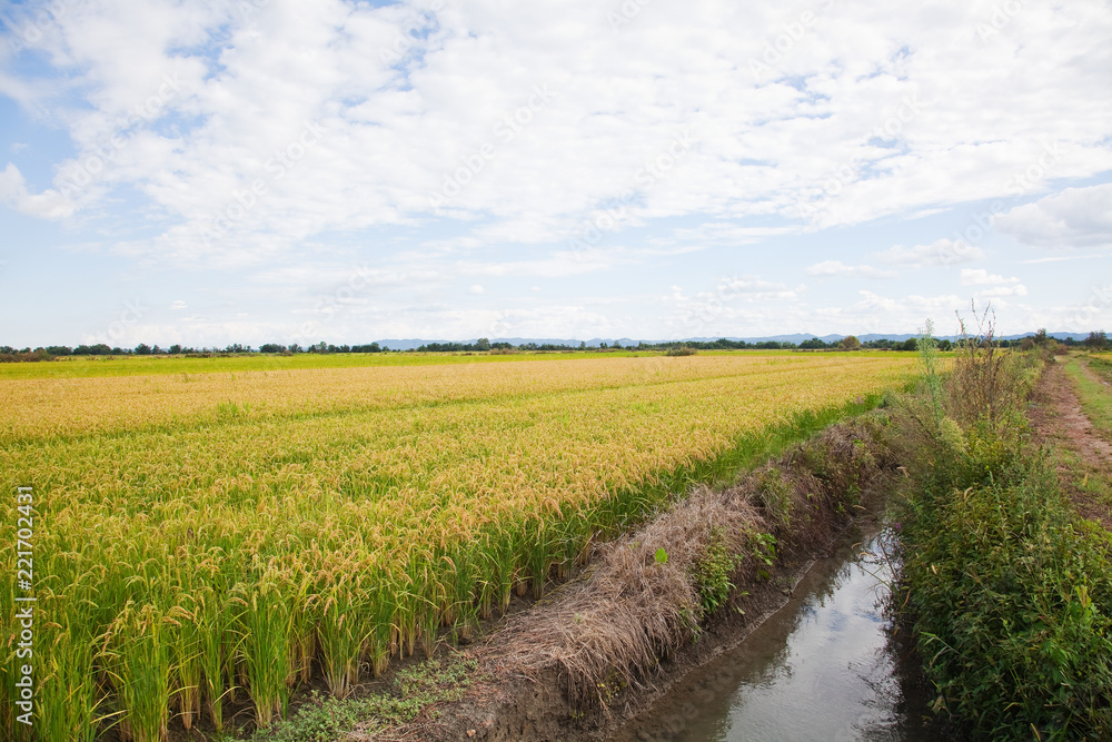 Italian rice fields in summer Italian rice fields in summer